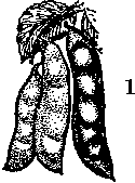 Lima beans