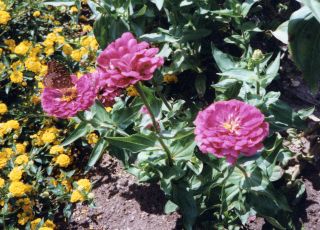 Reynolda Gardens