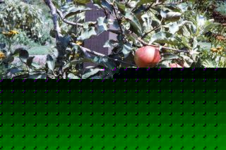 Reynolda Gardens