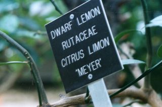 Reynolda Gardens