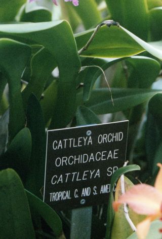 Reynolda Gardens