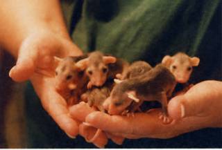 Baby 'Possums