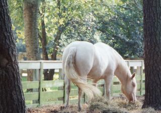 American Cream Draft Horse