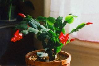 New Year's Cactus
