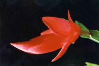 New Year's Cactus Blossom