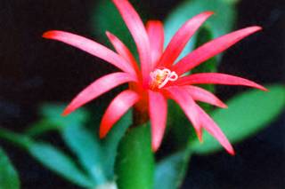 Spring Cactus Blossom