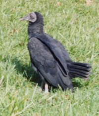 Black Vulture